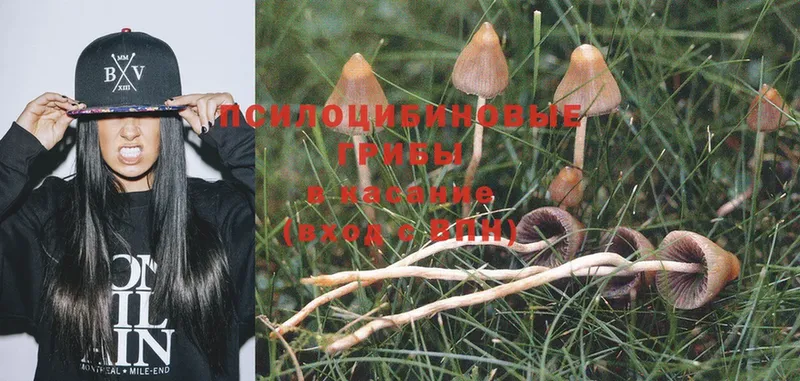 Псилоцибиновые грибы Psilocybe  Буйнакск 